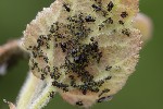 Chaitophorus populeti