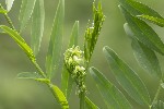 Galega officinalis