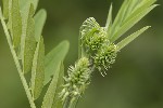 Galega officinalis