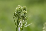 Galega officinalis
