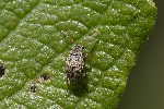 Bruchidius imbricornis