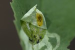 Agromyza nana