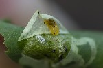 Agromyza nana
