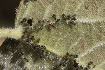 Chaitophorus populeti