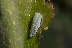 Tremulicerus distinguendus