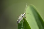Stenotus binotatus