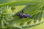 Closterotomus ventralis