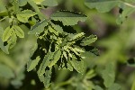 Melilotus albus