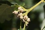 Quercus pubescens