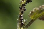Chaitophorus populeti