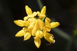 Lotus pedunculatus