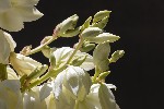 14/06/2026 - 5dv07663 - Cimetière de Montmartre (75018)