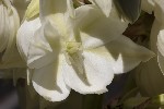 Yucca flaccida