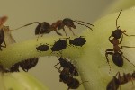 Aphis fabae
