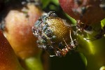Aphis fabae