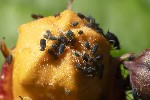 Aphis fabae