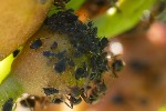 Aphis fabae