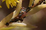 Aphis sedi