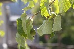 Davidia involucrata