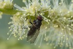 15/06/2026 - 5dv07947 - Saint-Leu-la-Forêt (95320)