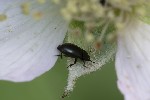 Brassicogethes aeneus