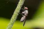 Botanophila fugax