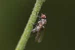 Botanophila fugax