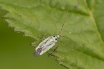 Stenotus binotatus