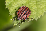 Graphosoma italicum