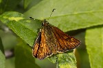 15/06/2026 - 5dv08305 - Saint-Leu-la-Forêt (95320)