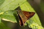 15/06/2026 - 5dv08314 - Saint-Leu-la-Forêt (95320)