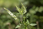 Melilotus albus