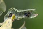 Harmonia axyridis