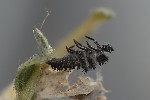 Harmonia axyridis