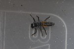 Harmonia axyridis