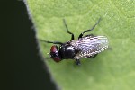 5dv08501 - Hydrotaea diabolus