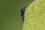 5dv08510 - Pseudomalus sp.