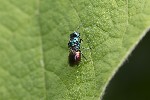 5dv08517 - Pseudomalus sp.