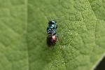 5dv08531 - Pseudomalus sp.