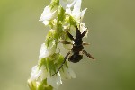 05/07/2026 - 5dv08669 - Saint-Leu-la-Forêt (95320)