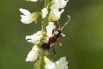 05/07/2026 - 5dv08678 - Saint-Leu-la-Forêt (95320)