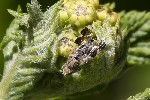 5dv08718 - Tephritis formosa