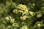 05/07/2026 - 5dv08778 - Saint-Leu-la-Forêt (95320)