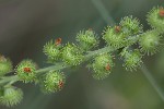 5dv08884 - Agrimonia procera