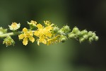 5dv08892 - Agrimonia eupatoria