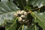 5dv08895 - Quercus pubescens