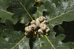 5dv08912 - Quercus pubescens