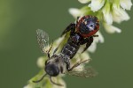 5dv08924 - Synema globosum