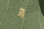 5dv08944 - Aceria macrocheluserinea