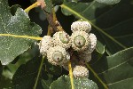 5dv09008 - Quercus pubescens